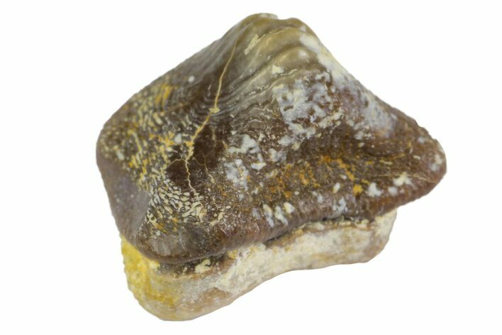 Fossil Crusher Shark (Ptychodus) Tooth - Kansas #152340